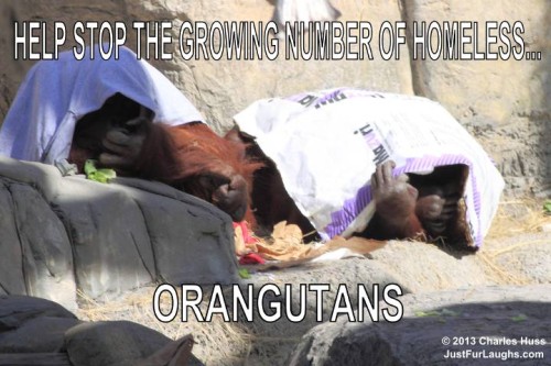 Homeless Orangutans