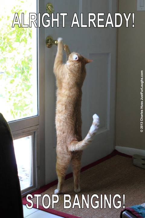 Cat trying to open door.