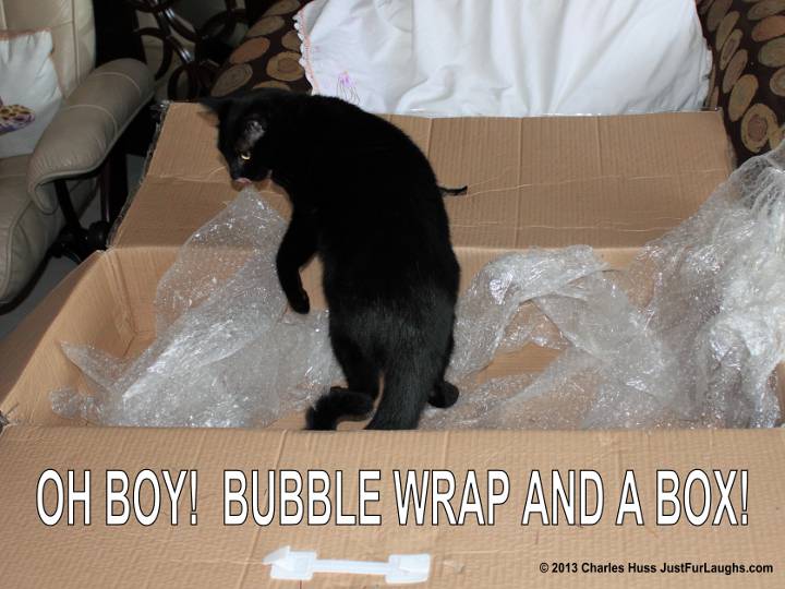 Our cat Puck inside box with bubble wrap.