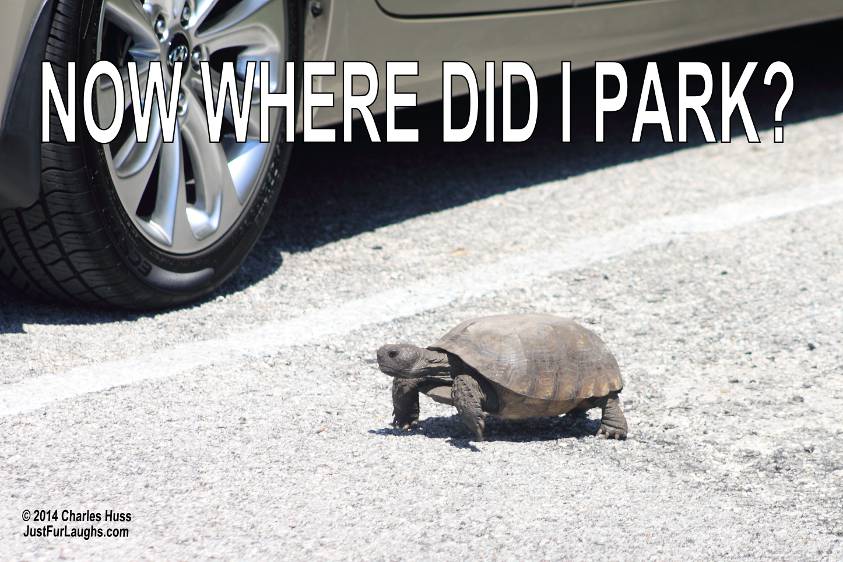 Tortoise in parking lot