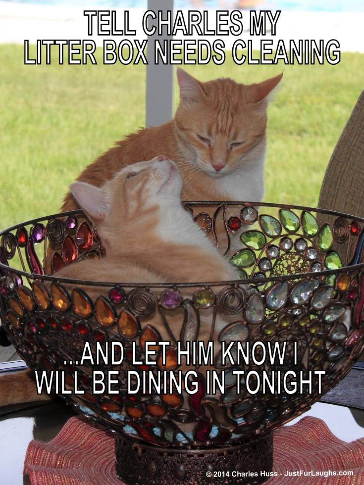 Frankie and Bad Cat Chris in funny captioned photo