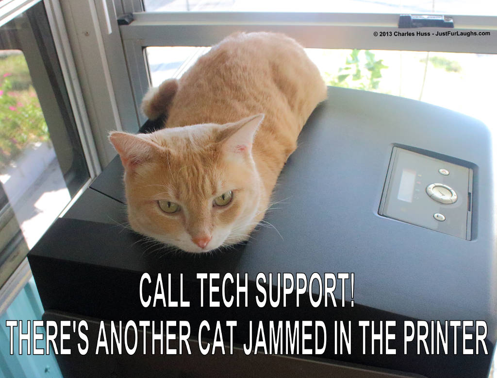 Cat on Printer