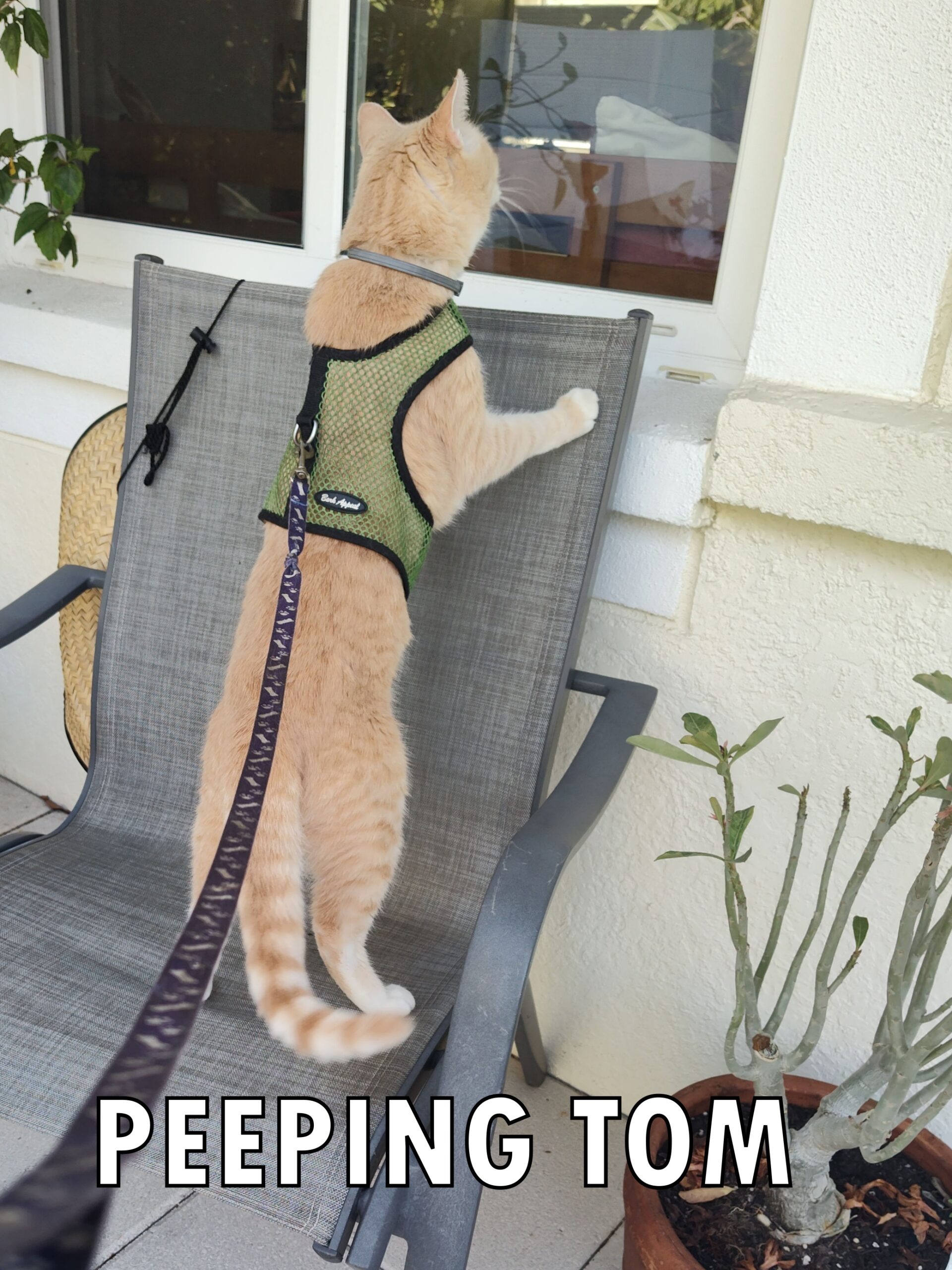 Frankie the cat